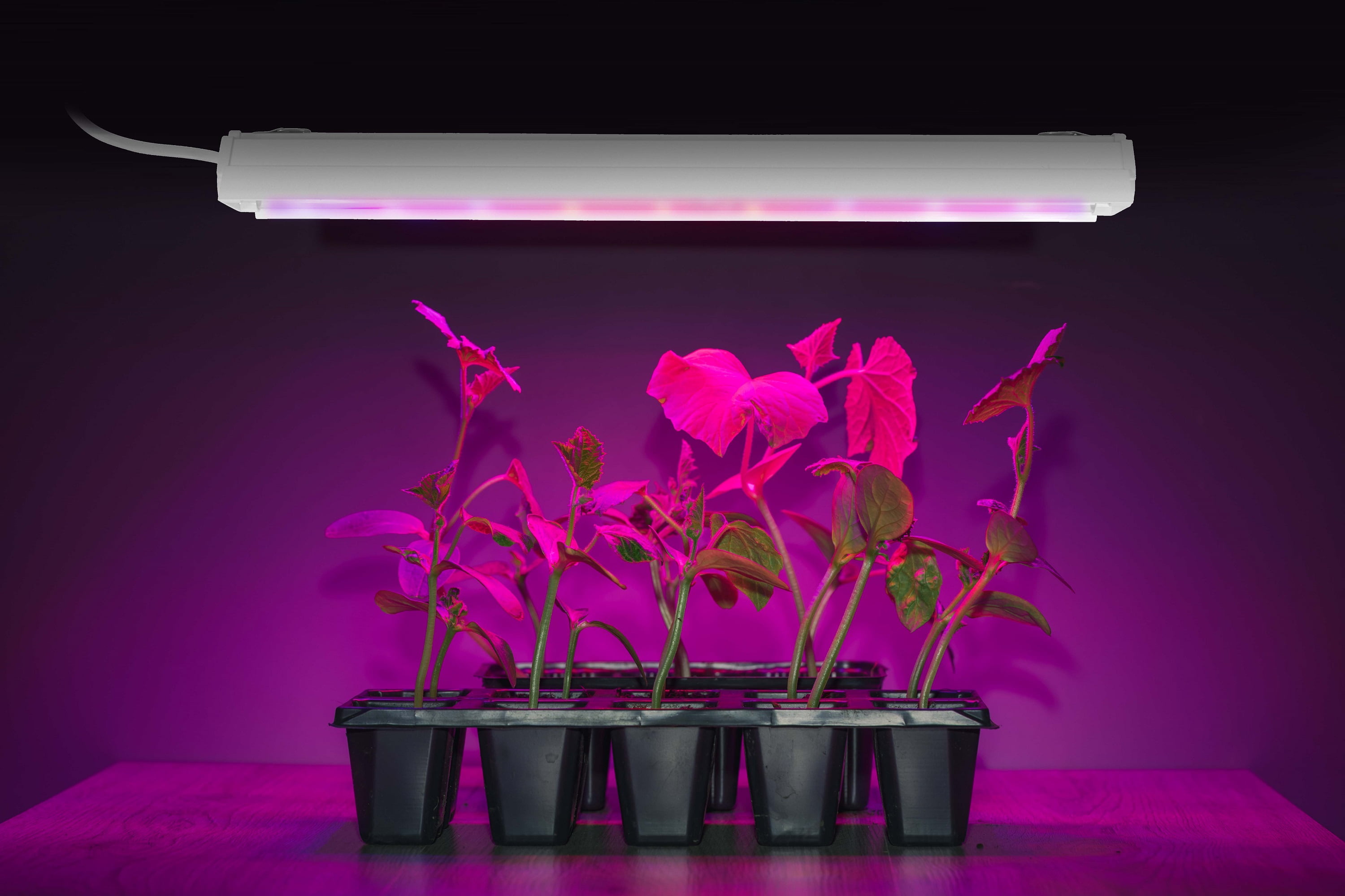Led plant sale