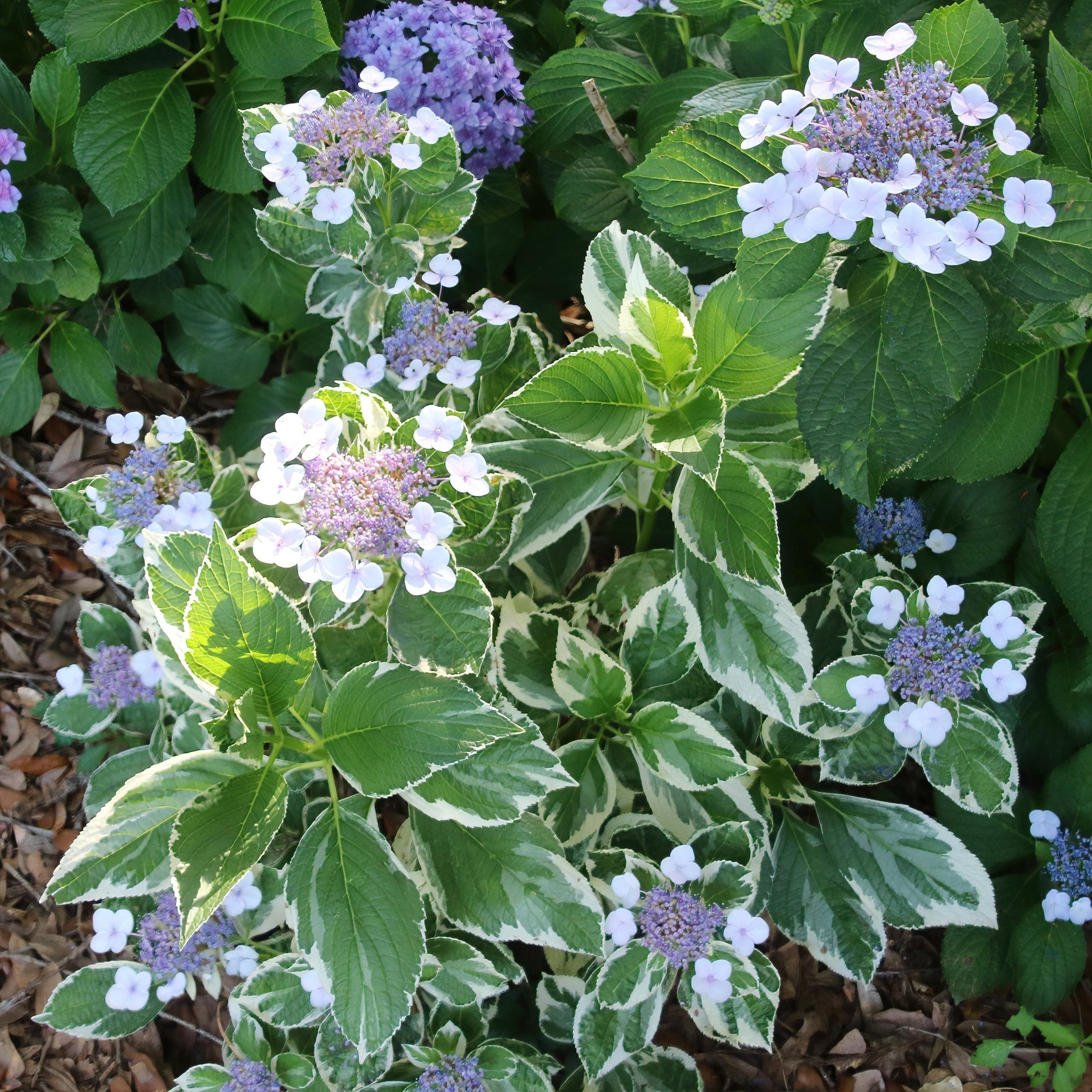 National Plant Network 4 in. Variegated Hydrangea Tricolor Shrub (3-Pack)