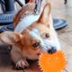 thumbnail image 4 of 3Pcs Dogs Chew Spiky Ball Soft TPR Squeaky Dog Ball Toys Floatable Dog Pool Toy Reduce Anxiety Toss Fetch Toys for Boredom Teeth Cleaning Dog Chew Toys Interactie for Small and Medium Dogs, 4 of 6