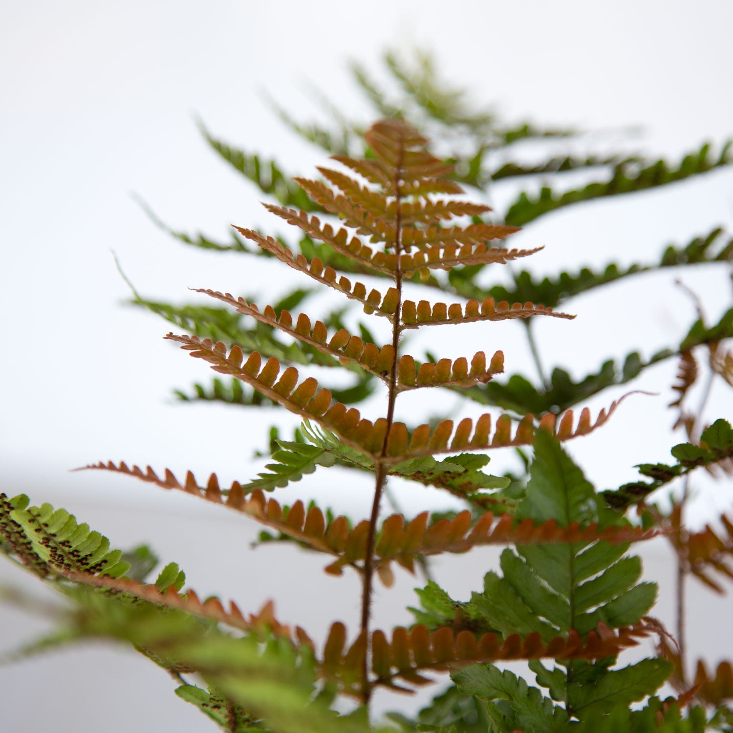 Expert Gardener Autumn Fern Live Outdoor Plant, 2.5 qt, Coppery-Red New Foliage