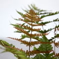 thumbnail image 5 of Expert Gardener Autumn Fern (2.5 Quart) Orange-Red New Foliage - Part Shade Live Outdoor Plant for shade, 5 of 6