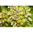 thumbnail image 5 of 20 Green SPIDER MILKWEED Asclepias Viridis White Purple Monarch Flower Seeds, 5 of 8