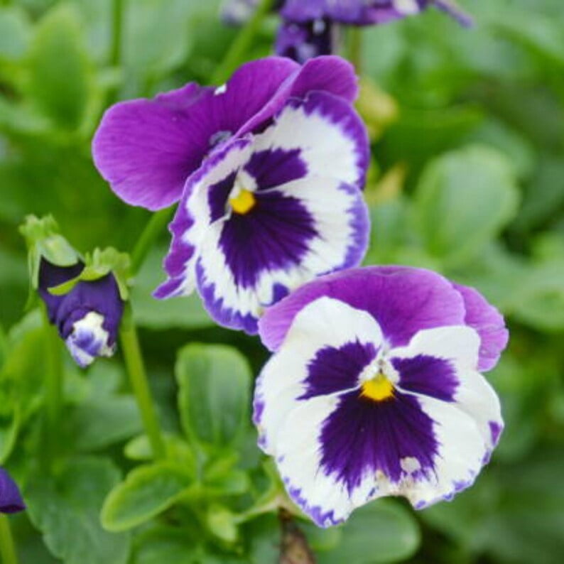 25 Purple Violet Pansy Viola Seeds - Cold and Draft Resistant - Open and Self-Pollinating - Ideal for Late Summer or Spring Planting
