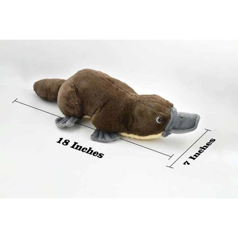 Platypus Pictures For Kids
