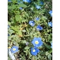 thumbnail image 3 of 25 BLUE CHILEAN BELLFLOWER Nolana Paradoxa Succulent Ground Cover Flower Seeds, 3 of 5