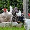thumbnail image 1 of RENACLIPY Galvanized Iron Wire Net Hexagonal Mesh for Poultry Fence and Garden Use, 1 of 7