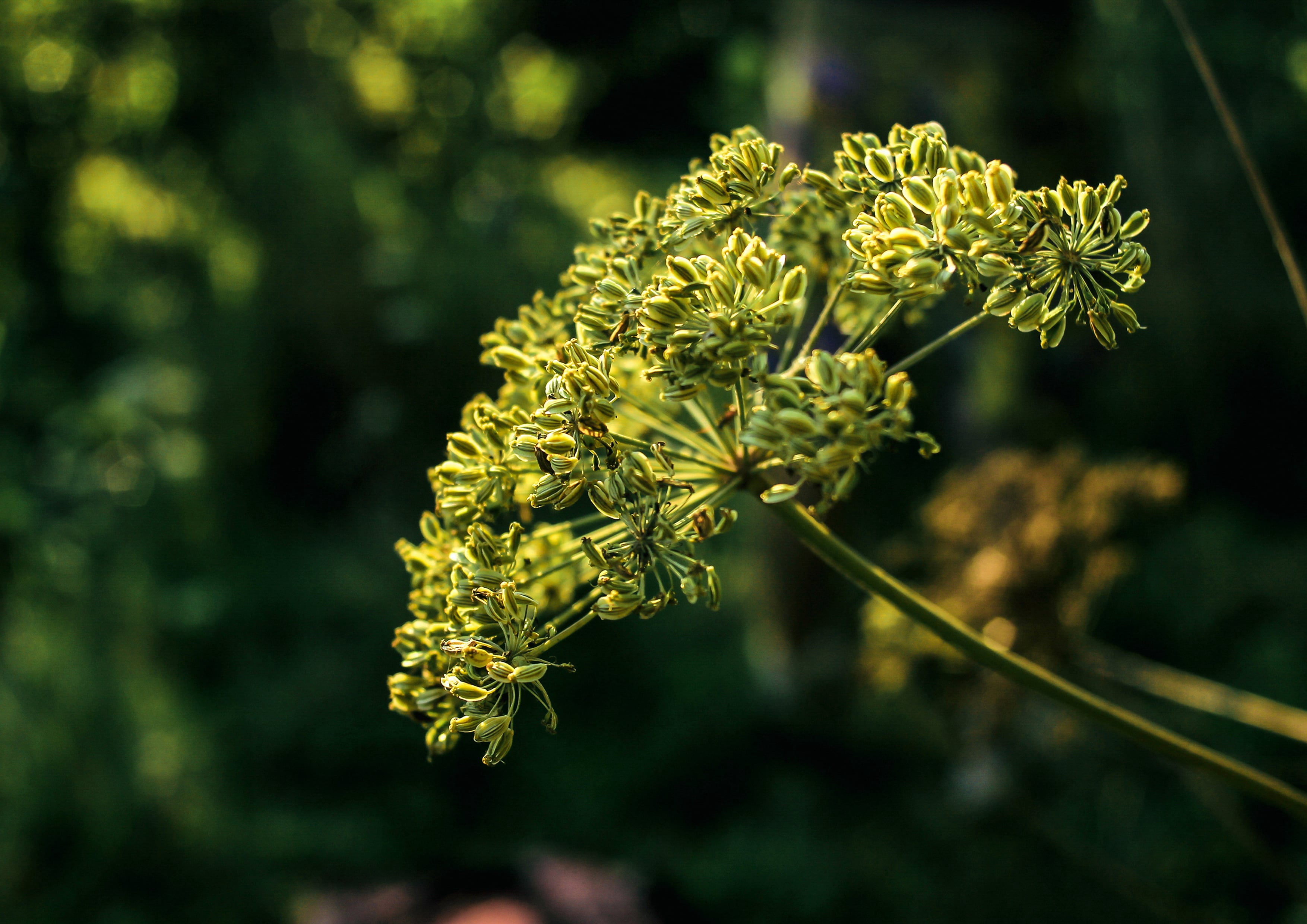 Cumin Seeds, 12 Pounds — Kosher, Raw, Vegan — by Food to Live