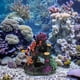 thumbnail image 4 of Houderco 1Jgo Adorno Profesional Para Acuario Artificiales Resina Coral Ecológico Vibrante, 4 of 6