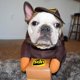 thumbnail image 5 of Disfraz de perro Pet Ups Pal, ropa divertida Express, ropa para perros y gatos, suministros para perros pequeños, medianos y grandes, otoño e invierno (1 paquete, L), 5 of 5