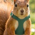 thumbnail image 7 of huayou Soft Mesh Reptile Harness Leash Set, Adjustable S M L Size Vest, Anti Escape Chain Strap, for Squirrel, Lizard Outdoor Walking, Green, Decoration, 7 of 7