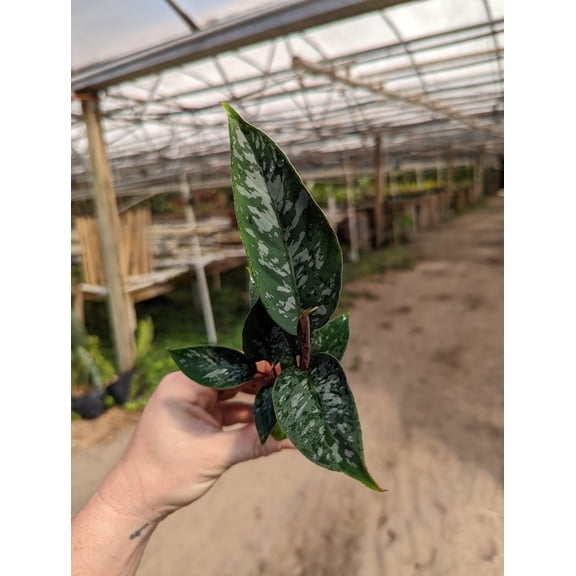 Red Sword Homalomena - Live Starter Plant in a 2 Inch Grower's Pots - Apoballis Acuminatissima 'Lavallaei' - Extremely Rare Indoor Houseplant