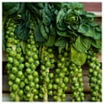 thumbnail image 2 of Everwilde Farms - 1/4 lb Long Island Improved Brussels Sprouts Seeds - Gold Vault Bulk Seed Packet, 2 of 4