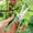Green, variant on Garden Pruning Shears,Stainless Steel Trimming Scissors,Fruit Tree Scissors,Pruning Scissors for Flowers,Herbs Small Branches Ergonomic Gardening Tools