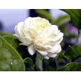 thumbnail image 3 of Grand Duke of Tuscany - Arabian Jasmine Plant - Triple Bloom - 6" Pot, 3 of 4