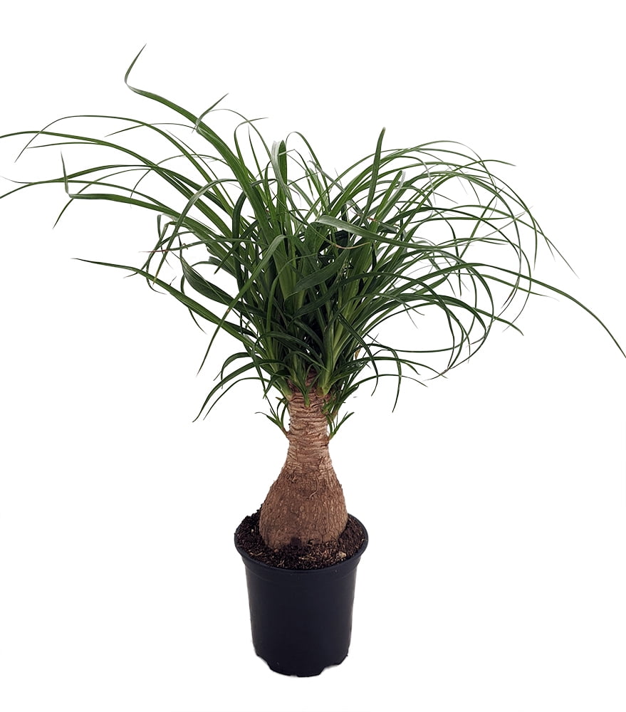 Guatemalan Red Ponytail Palm - Stump - Beaucarnea - 4' Pot - Collector's Series