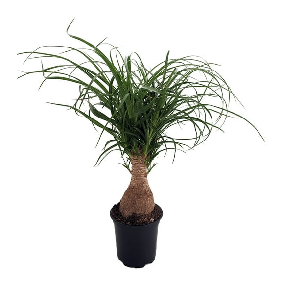 Guatemalan Red Ponytail Palm - Stump - Beaucarnea - 4" Pot - Collector's Series
