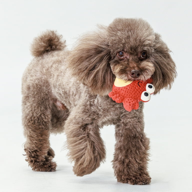 8 pack) Vibrant Life Playful Buddy Red Crab Latex Dog Toy