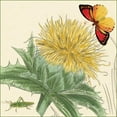 thumbnail image 3 of van Houtte, Louis 12x12 Black Modern Framed Museum Art Print Titled - Star Thistle, 3 of 5