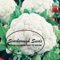 SCARBOROUGH SEEDS Snowball Cauliflower 100 Seeds Heirloom Non GMO Garden Seeds1