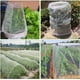 thumbnail image 2 of Red de Insectos para Huerto, 3 x 6 M Redes de Jardín, Red de Insectos para Huerto Blanco, Red de Protección para Huerto, Red de Protección para Jardín Adecuada para Proteger Plantas, Flores, Verduras, Frutas Kuyhfg Bienvenido a Kuyhfg, 2 of 5
