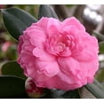 thumbnail image 3 of Organic Camellia Seed Oil | Imported From Japan | 8oz Bottle | 100% Pure | 100% Organic | For Hair & Skin Use | By Sweet Essentials, 3 of 5