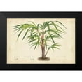 thumbnail image 2 of Van Houtteano, Horto 14x11 Black Modern Framed Museum Art Print Titled - Palm of the Tropics VI, 2 of 5