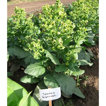 1000 Sacred Wyandot Rustica Tobacco Seeds - Nicotiana