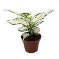 thumbnail image 2 of White Pearl Chinese Evergreen Plant - Aglaonema - Low Light - 4" Pot, 2 of 2