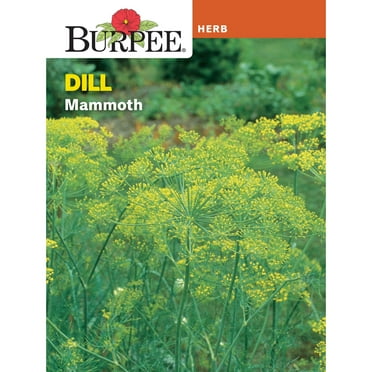 Burpee Mammoth Dill Annual Herb Seed, 1-Pack, Full Sun