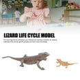 thumbnail image 3 of Lizard Lizard Life Cycle Figurine Toy Educational Interactive Lifelike Simulated Reptile Animal Figurine Set for Home School, 3 of 7