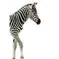 thumbnail image 2 of New Born BaWall Decal by Zebra Wall Decal by Wallmonkeys Peel and Stick Graphic (48 in H x 26 in W) WM317703, 2 of 4