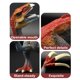 thumbnail image 4 of Juguete de dinosaurio Gemini&Genius Therizinosaurus para niños de 29 cm, 4 of 9