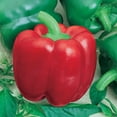 thumbnail image 1 of Jupiter Sweet Pepper Seeds - 300 Mg Packet ~50 Seeds - Non-GMO, Heirloom - Vegetable Garden - Capsicum annuum, 1 of 1