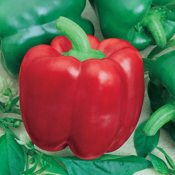 Jupiter Sweet Pepper Seeds - 300 Mg Packet ~50 Seeds - Non-GMO, Heirloom - Vegetable Garden - Capsicum annuum