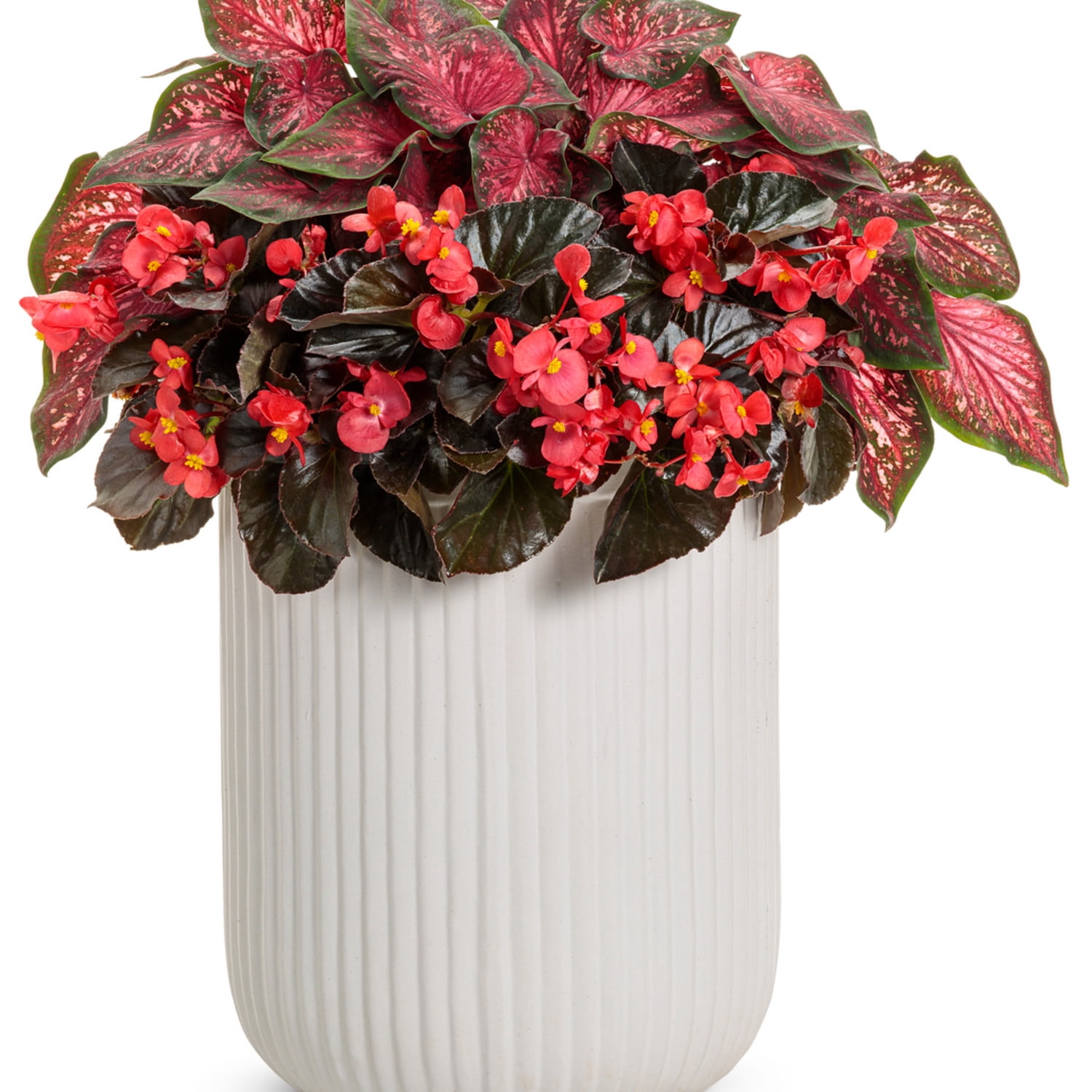 Proven Winners 5" Multicolor Heart to Heart 'Scarlet Flame' Sun or Shade Caladium Live Plant in 4.5" Pot