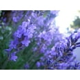 thumbnail image 2 of 500 TRUE ENGLISH LAVENDER VERA Lavender Augustifolia Vera Herb Flower Seeds, 2 of 2