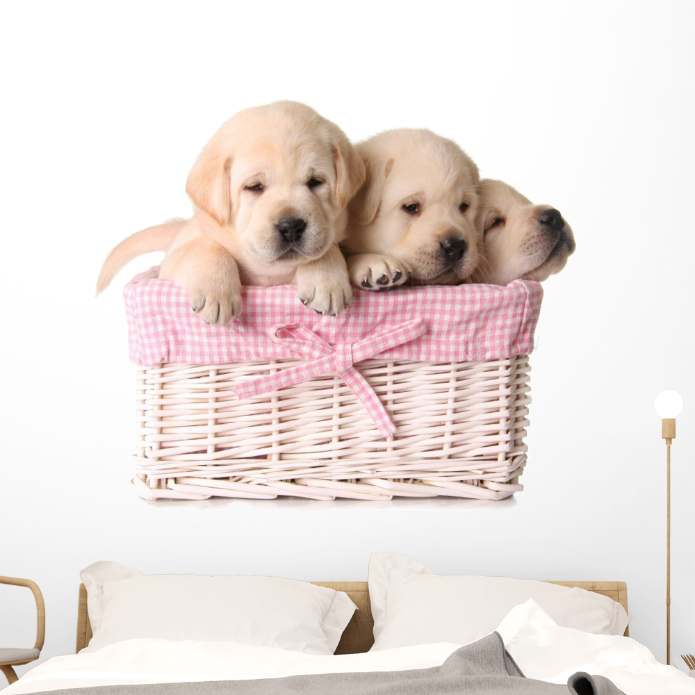 Lab Puppies Wall Mural by Wallmonkeys Peel and Stick Graphic (48 in W x ...