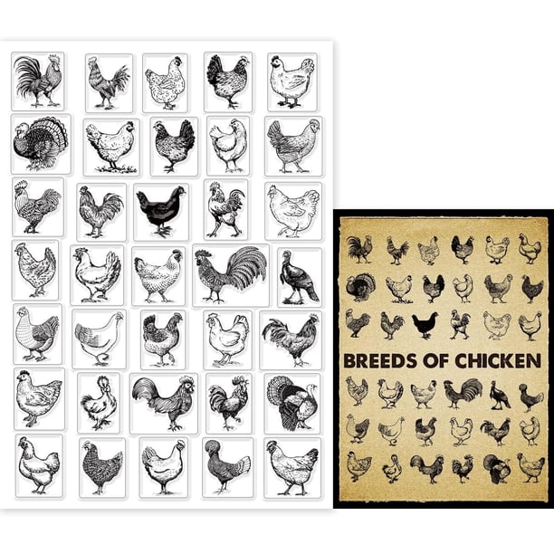 Sellos transparentes de pollos de granja para hacer tarjetas. Sellos de silicona transparentes decorativos de razas de pollos: gallo y gallina.