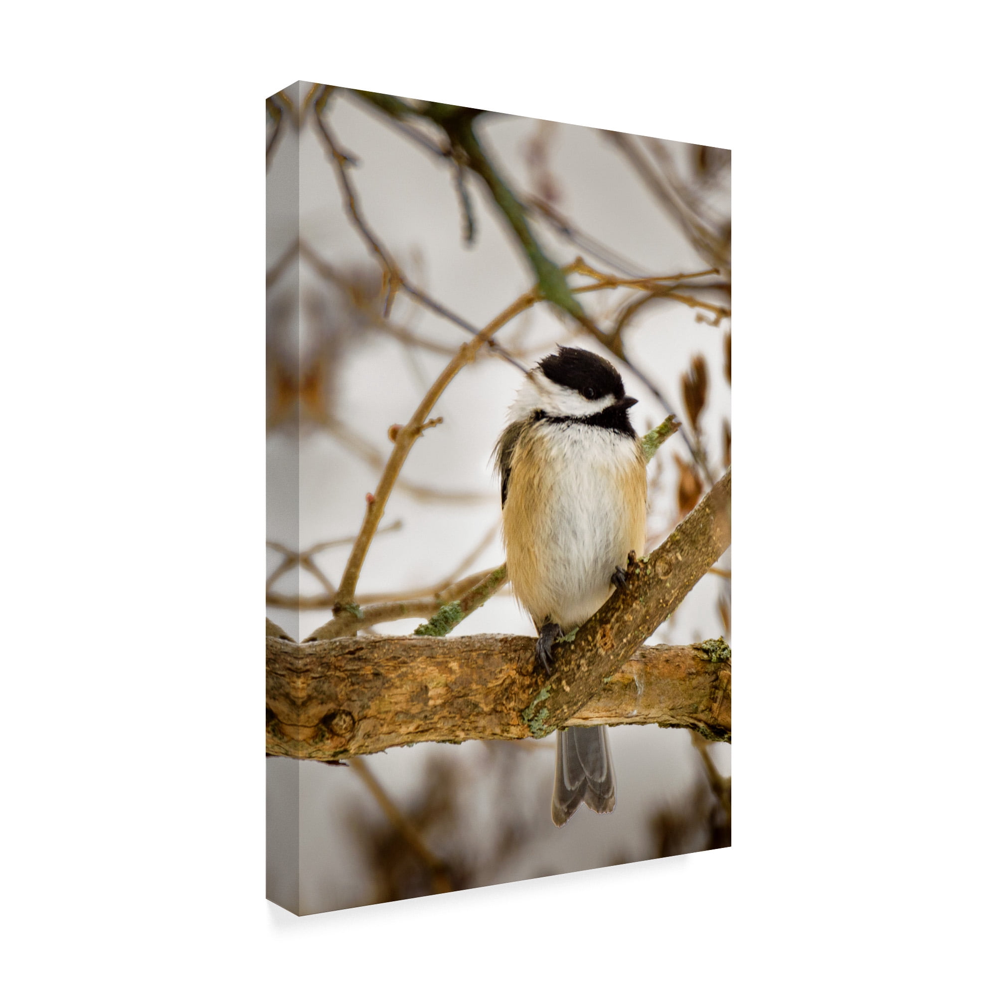 Trademark Fine Art 'Chickadee On Tree' Canvas Art by Brenda Petrella Photography Llc