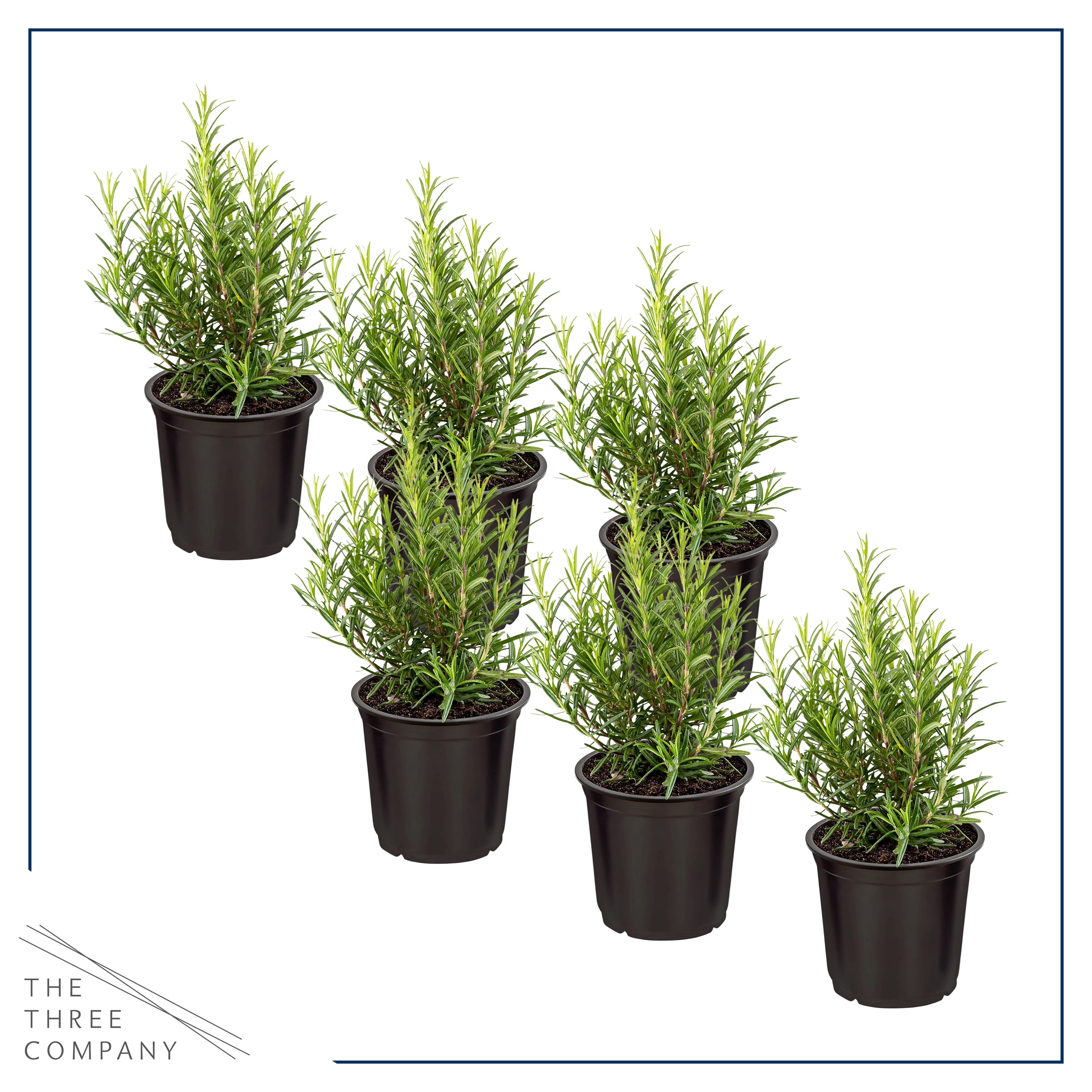 Live Aromatic and Edible Herb - Rosemary (6 Per Pack), Naturally Improves Breathing and Air Quality, 8" Tall by 3" Wide