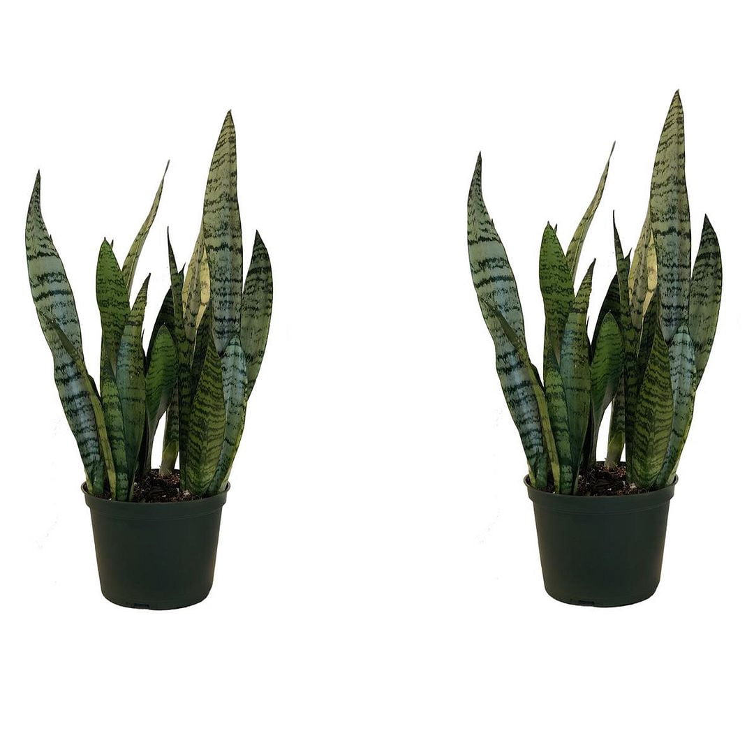 United Nursery Live Sansevieria Zeylanica Indoor Houseplant 2-Pack 14-16-inches Tall 6in. Grower Pot