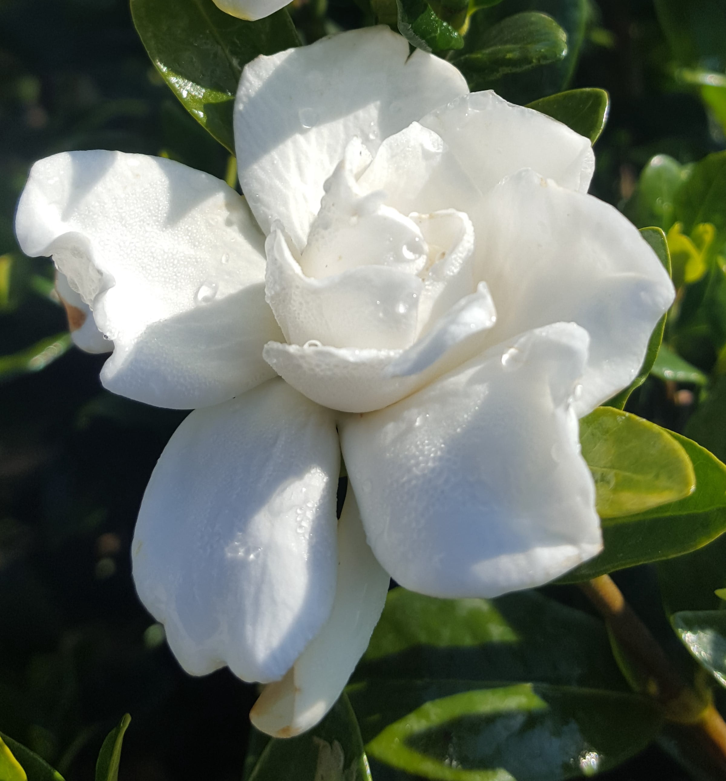 Expert Gardener Radicans Dwarf Gardenia 'Cape Jasmine' 2.5 Gallon Live Shrub, White Blooms, Partial to Full Sun