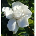 thumbnail image 2 of Expert Gardener Radicans Dwarf Gardenia 'Cape Jasmine' (2.5 Gallon) Low-Growing Evergreen Groundcover Shrub with White Blooms - Full Sun to Part Sun Live Outdoor Plant, 2 of 5