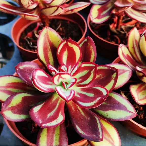 Echeveria Nodulosa Plant Live for Planting - Painted Echeveria Plant - Variegated Cheveria Nodulosa Plant - 4 Inch Pot