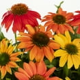 thumbnail image 3 of Better Homes & Gardens 1.5gal Multicolor Echinacea Live Perennial Plant Decorative Pot Sun, 3 of 7