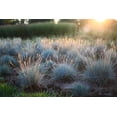 thumbnail image 4 of 1 Gallon (3.8L) Grass Mix 6 Pack, 4 of 6