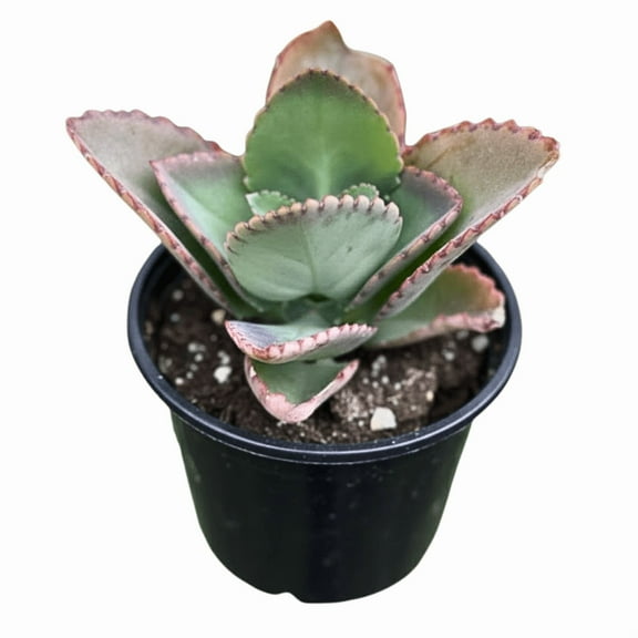 Kalanchoe Mother of Thousands Plant Live, Kalanchoe Plants Live from 4 to 7 inches Tall in 4 inch Pot for Indoor Garden