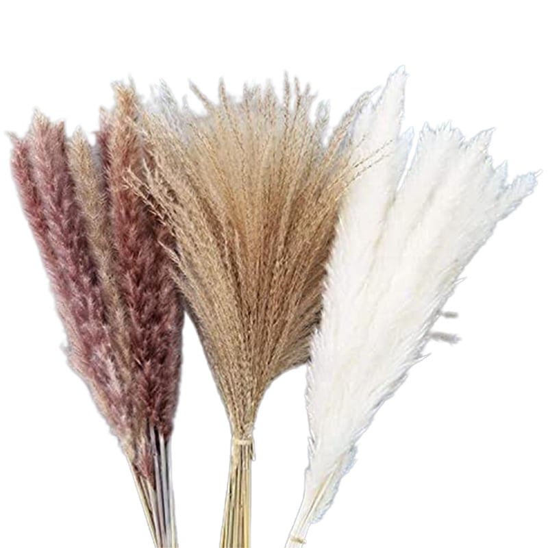 Pampas Grass Dried Decoration for the Living Room and Bedroom Dried