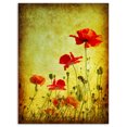 thumbnail image 2 of Design Art - Poppy Flowers on Grunge Background, 2 of 3