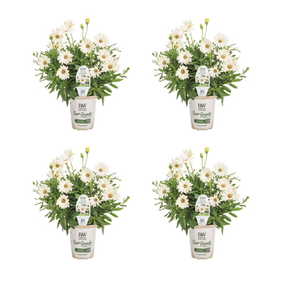 Proven Winners 4" Bright Lights White African Daisy Live Plant in 4.25" Pot (4 Count)